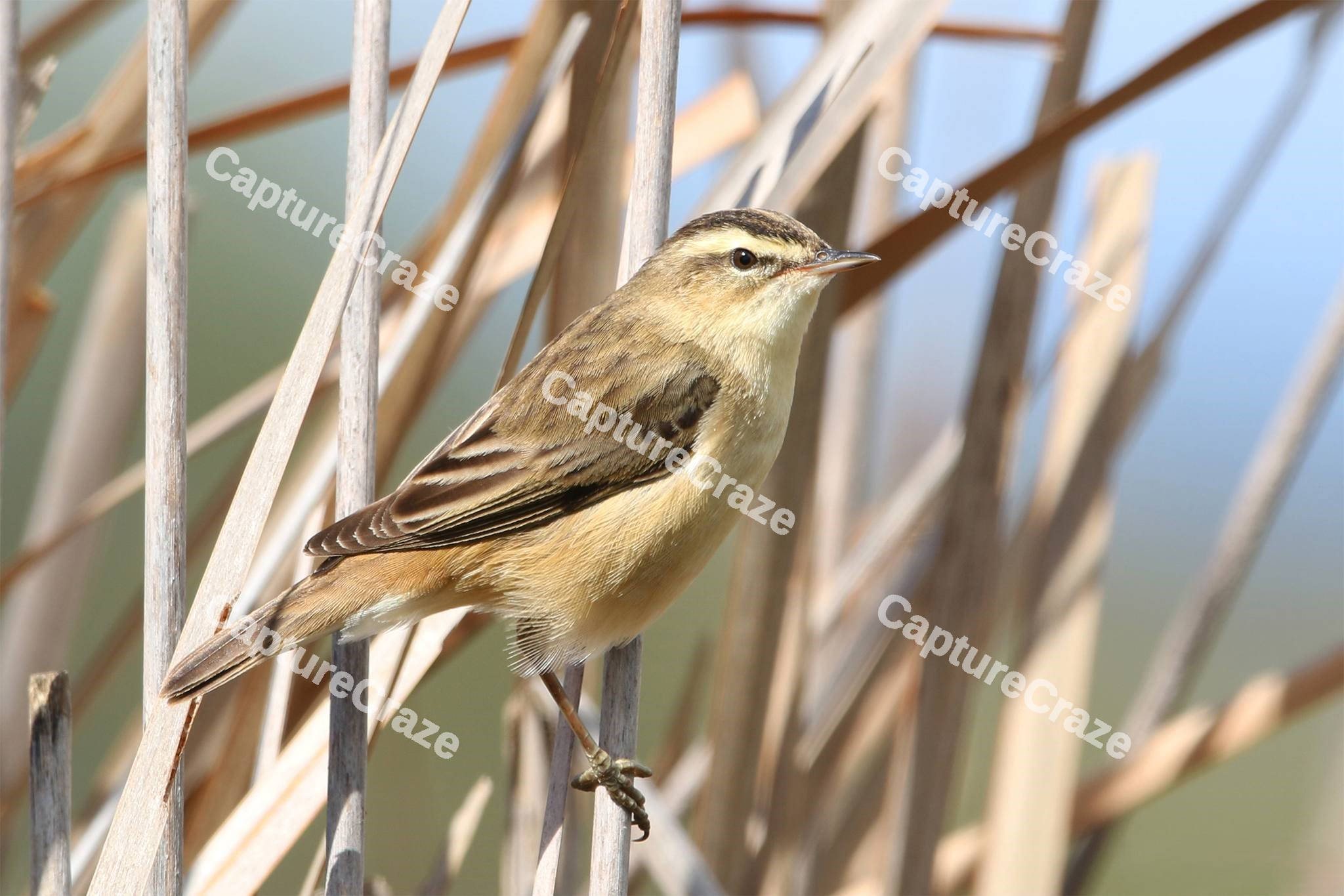 Sedge Warbler on the branch
